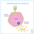 Insulin hormone. How does insulin work scheme. Illustration for education, medical banner Importance of insulin, Royalty Free Stock Photo